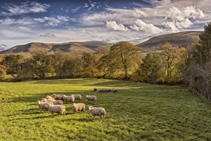 Powys Prints: Domestic Sheep, flock, standing in pasture