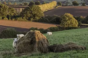 Powys Prints: Domestic Sheep, flock, standing in pasture with hay bale at dawn
