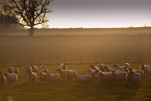 Sun Set Prints: Domestic Sheep, flock, standing in pasture at sunset, England, november