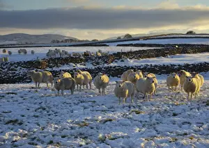 Drystone Prints: Domestic Sheep, flock, standing on snow covered pasture with drystone walls in late afternoon sunlight