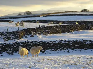 Domestic Sheep, flock, standing on snow covered pasture with drystone walls in late afternoon sunlight, Orton, Cumbria, England, november