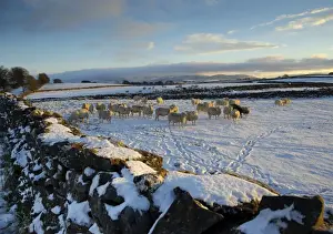 Domestic Sheep, flock, standing on snow covered pasture with drystone walls in late afternoon sunlight, Orton, Cumbria