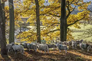 Colour Prints: Domestic Sheep, flock standing amongst trees in autumn colour