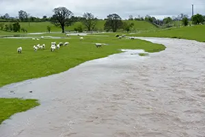 Flood Prints: Domestic Sheep, flock stranded in pasture by flooding river, Cumbria, England, May