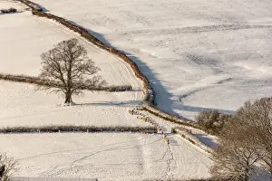 Hedges Prints: Domestic Sheep, flock, walking through gateway in snow covered pasture at dawn