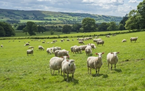 Milk Prints: Domestic Sheep, Friesland Milk Sheep