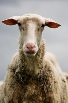 Domestic Sheep, Friesland Milk Sheep ewe, close-up of head, England
