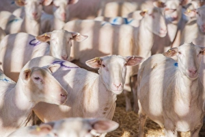 Straw Prints: Domestic Sheep, Friesland milking sheep ewes