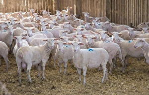 Domestic Sheep, Friesland milking sheep ewes, flock standing in straw yard, Lancashire, England, November