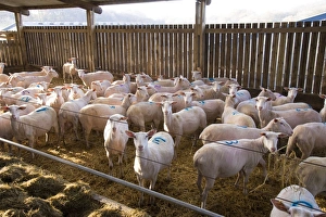 Domestic Sheep, Friesland milking sheep ewes, flock standing in straw yard, Lancashire, England, November