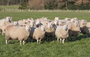 Domestic Sheep, Friesland milking sheep replacements, flock standing in pasture, Lancashire, England, November