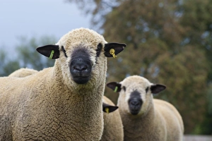 Pasture Prints: Domestic Sheep, Hampshire Down rams, close-up of heads, Diss, Norfolk, England, august