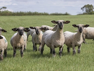 Lincolnshire Prints: Domestic Sheep, Hampshire Down shearling ewes