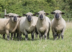 Rams Prints: Domestic Sheep, Hampshire Down shearling rams