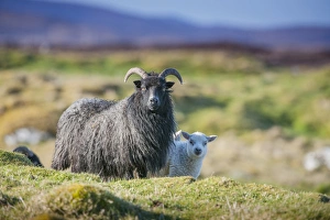 Mule Prints: Domestic Sheep, Hebridean ewe with crossbred lamb