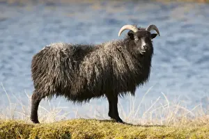 Scottish Breed Prints: Domestic Sheep, Hebridean ewe, standing beside water in moorland