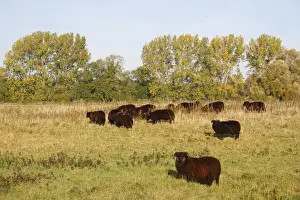 Grazer Prints: Domestic Sheep, Hebridean, flock grazing in breckland pasture