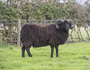 Domestic Sheep, Hebridean, ram, standing in pasture, Gisburn, Lancashire, England, August
