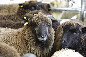 Mart Prints: Domestic Sheep, Herbridean cross Ryeland ewe lambs