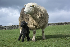 Trending: Domestic Sheep, Herdwick ewe and newborn lamb