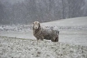 Snow Falls Prints: Domestic Sheep, Herdwick ewe, standing in snow covered pasture during snowfall