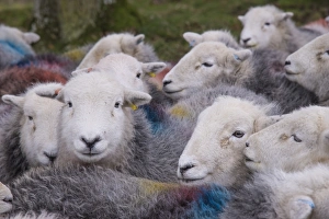 Domestic Sheep, Herdwick ewes, close-up of heads, flock in pasture, Lake District N. P. Cumbria, England, November