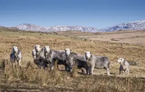 Domestic Sheep, Herdwick ewes, flock standing in upland pasture, Crosbythwaite, Lake District N. P