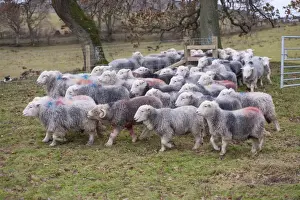 Gates Prints: Domestic Sheep, Herdwick ewes, flock walking through gateway in pasture