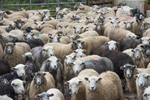 Mule Prints: Domestic Sheep, Herdwick and Herdwick cross