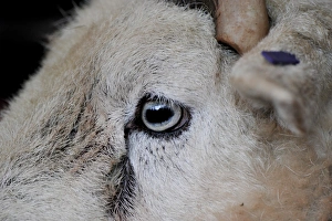 Details Prints: Domestic Sheep, Herdwick ram, close-up of face
