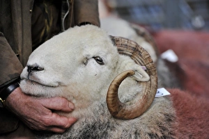 Hand Prints: Domestic Sheep, Herdwick ram, close-up of head