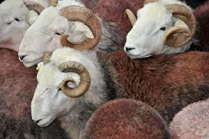 Mart Prints: Domestic Sheep, Herdwick rams, flock at annual tup sale
