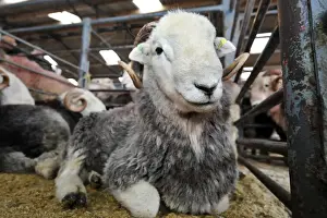 Mart Prints: Domestic Sheep, Herdwick rams, resting in pens at annual tup sale
