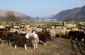 Swaledales Prints: Domestic Sheep, Herdwick and Swaledale hill flock