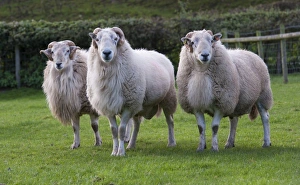Rams Prints: Domestic Sheep, Improved Welsh Mountain rams