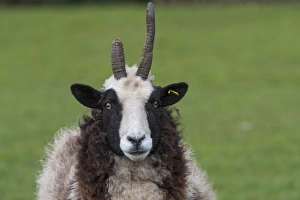 Domestic Sheep, Jacob Sheep, ewe, close-up of head, Longridge, Lancashire, England, march