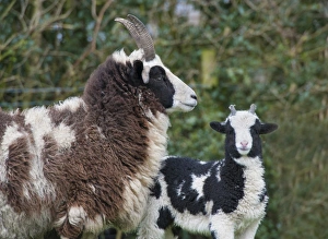 Lamb Prints: Domestic Sheep, Jacob Sheep, ewe with lamb, Longridge, Lancashire, England, march