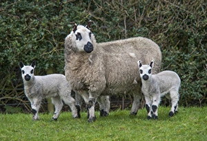 Trending: Domestic Sheep, Kerry Hill, ewe with lambs