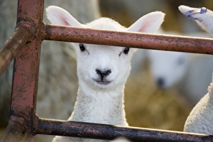 Domestic Sheep, lamb, close-up of head, looking out of pen, North Yorkshire, England, march