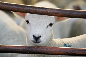 Housed Prints: Domestic Sheep, lamb, close-up of head