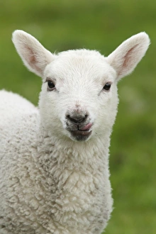Licks Prints: Domestic Sheep, lamb, close-up of head, with tongue out, Shetland Islands, Scotland, June