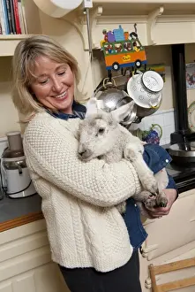 Woman Prints: Domestic Sheep, lamb, held by woman in farmhouse kitchen, Norfolk, England, April
