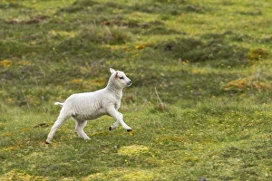 Mainland Prints: Domestic Sheep, lamb, running in pasture, Mainland, Shetland Islands, Scotland