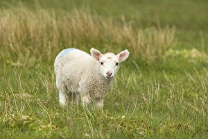 Unst Prints: Domestic Sheep, lamb, standing in pasture, Unst, Shetland Islands, Scotland