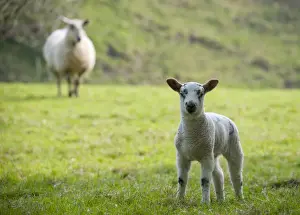 Mule Prints: Domestic Sheep, lamb, standing in pasture with ewe in background