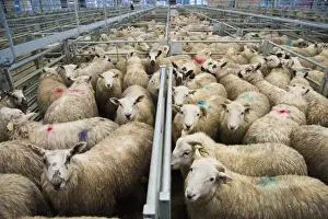 Spray Prints: Domestic Sheep, lambs, flock spray marked in pens at market