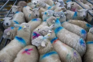 Domestic Sheep, lambs, flock spray marked in pens at market, Welshpool Livestock Market, Welshpool, Powys, Wales