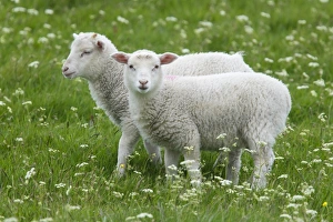 Lamb Prints: Domestic Sheep, two lambs, standing in pasture, Shetland Islands, Scotland, June