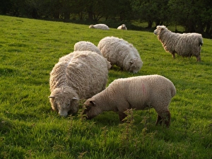 Stinging Prints: Domestic Sheep, Longwool ewes and lamb