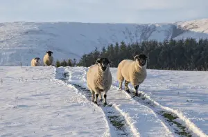Domestic Sheep, Lonk ewes, standing on vehicle tracks in snow covered pasture, Dinkling Green Farm, Whitewell